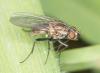 Botanophila fugax